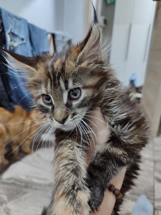 Котята породы Мейн Кун