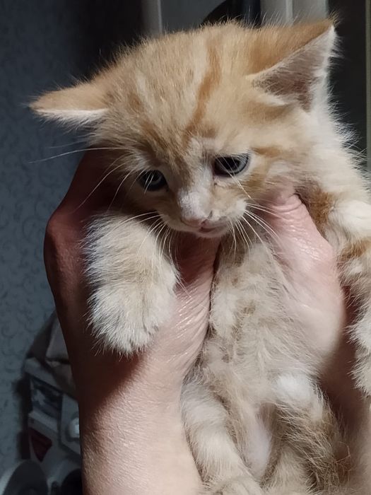 Отдам даром котят