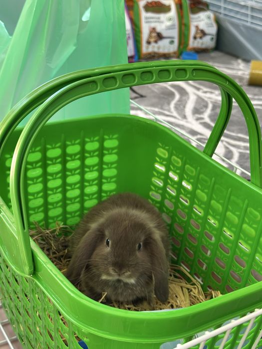 Basmala Farm – Quyon sevuvchilar uchun eng yaxshi tanlov!