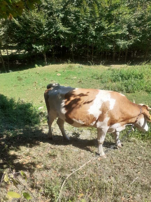 Vând vaca batata romaneasca