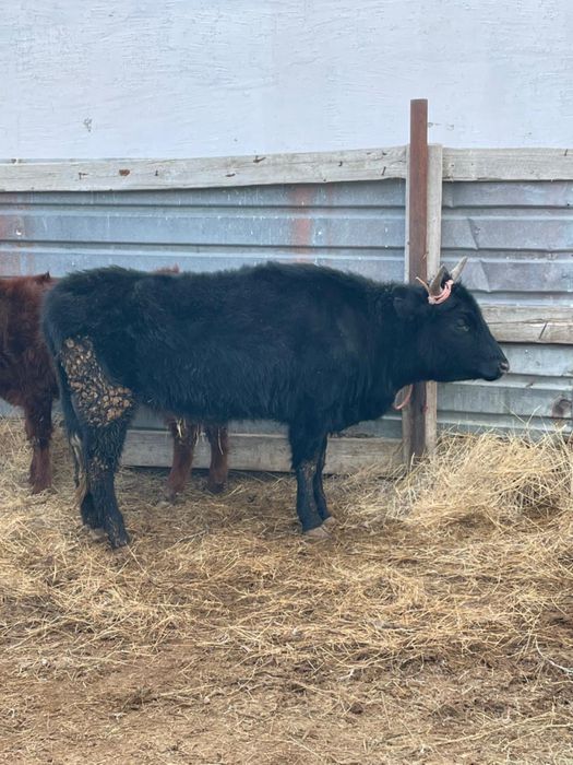 Семіз қашар күйі жақсы