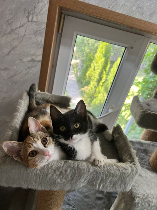 Котята в хорошие руки