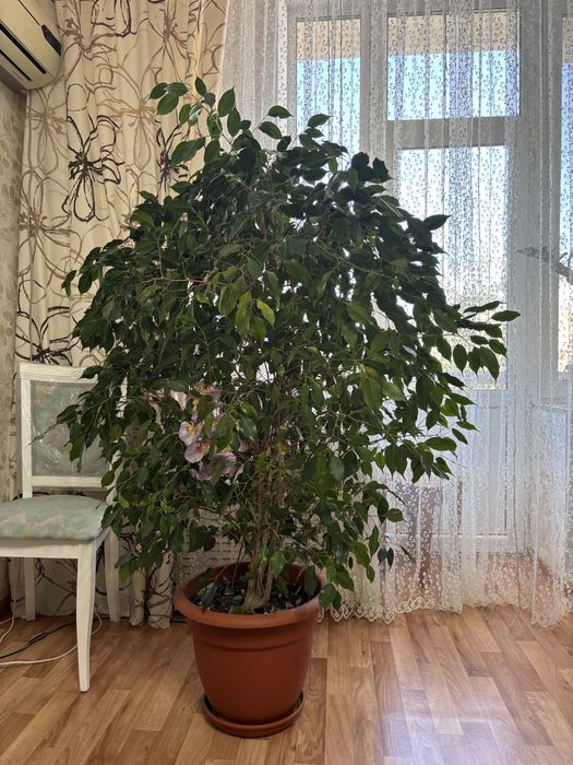 Продам фикус Бенджамина
