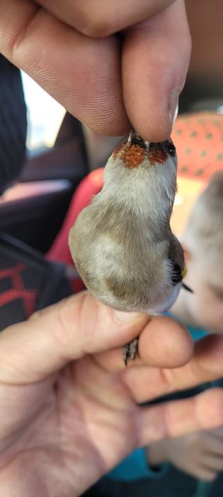 Щеглы седоголовые