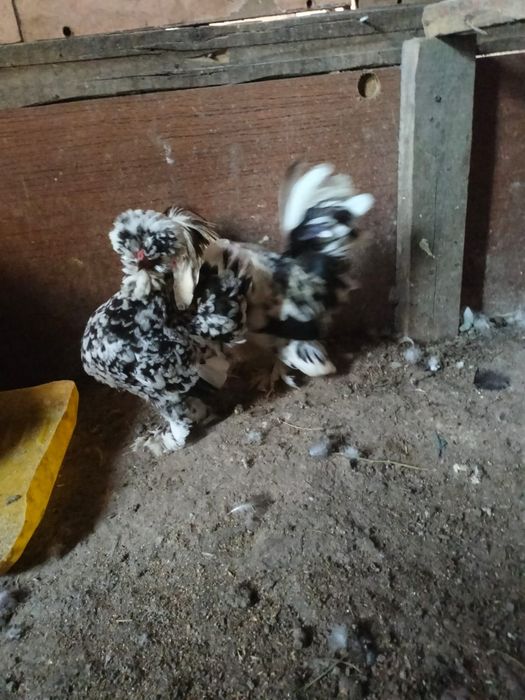 Продаётся султанки пара