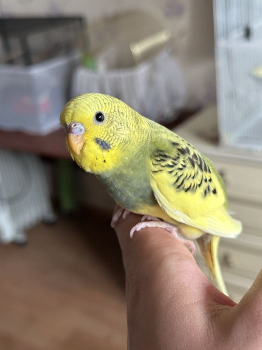 Ручные волнистые попугаи