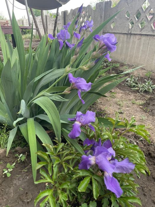 Продается Ирис нежно сиреневый высокий