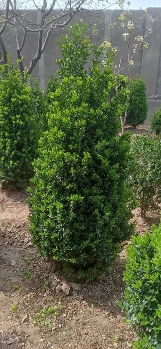 Самшит кустарник