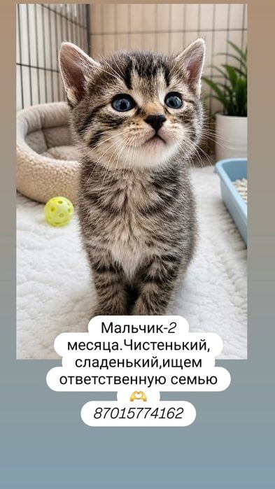 Пристраивается вот самые добрые руки