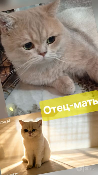 Мушукчалар. Котята. Британец золото