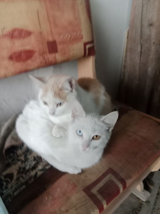 Отдам в хорошие руки котят