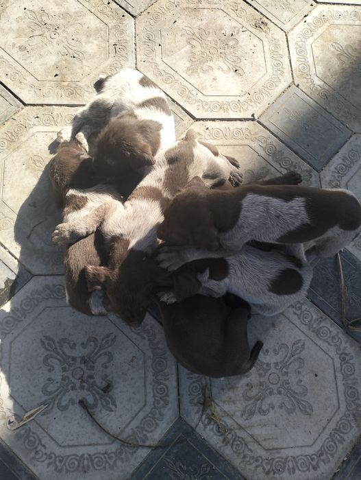 Щенки курцхаара продаем