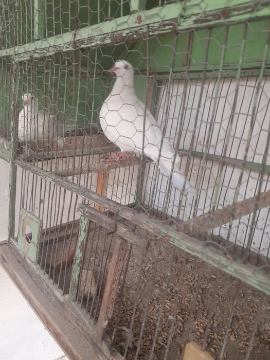 Смеещи се гугутки