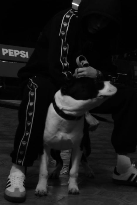 Собака чистокровный королевский Стафф на вязку