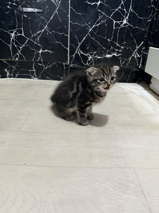 Шотланскийе котята