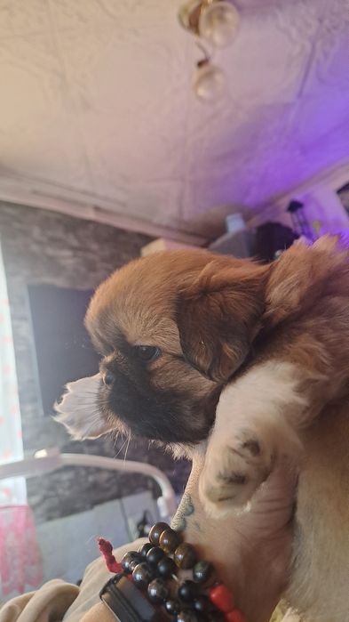 Щенки пекинесы. МАЛЬЧИКИ.