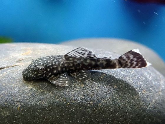 Мальки анциструса