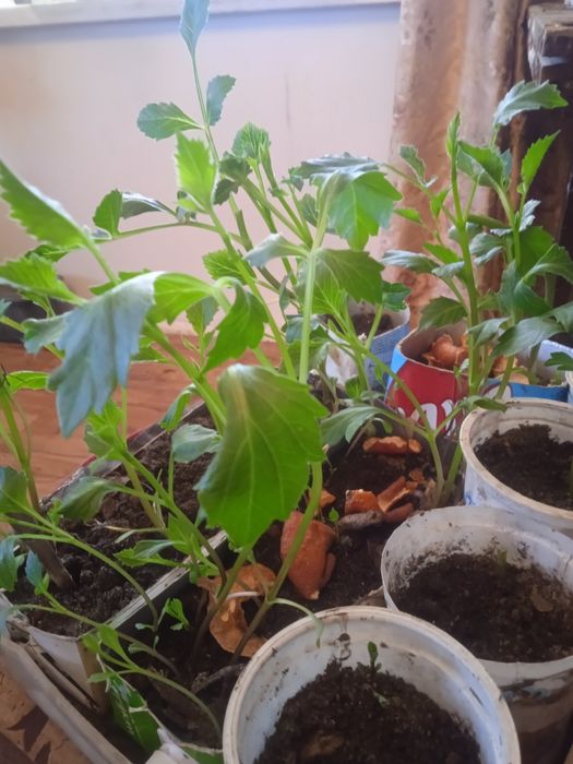 Саженцы георгины