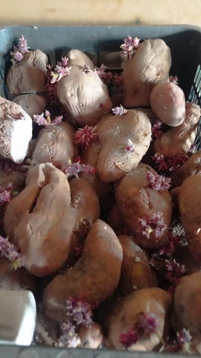 Продам семенную кортошку
