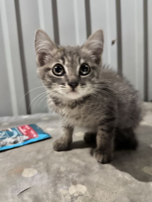 котенок, мальчик, 2 месяца на вид