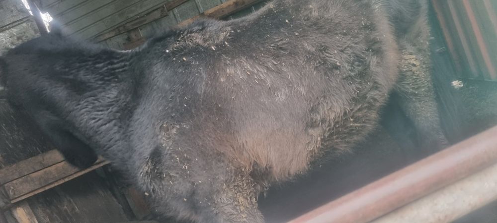 Полукровка англо-донская