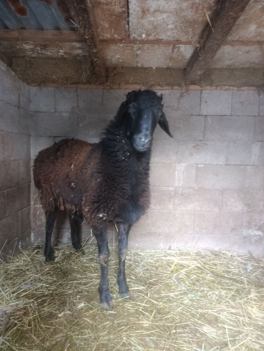 Продам кушкара .