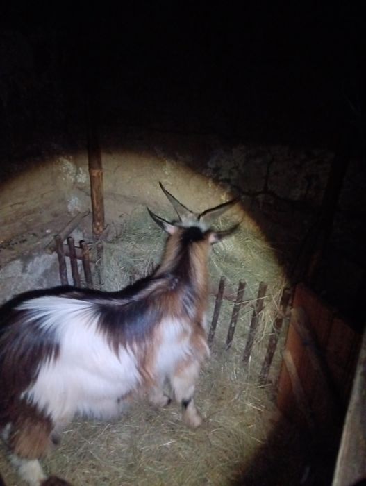 Едногодишен пръч