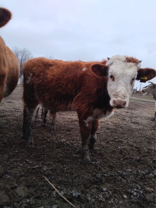 Патсос еркек баспактар сатылады!