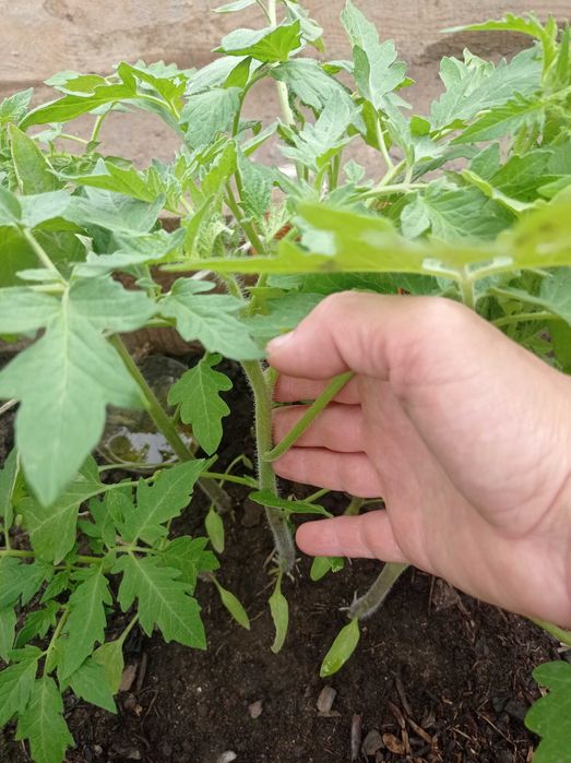 Продам рассаду раннюю