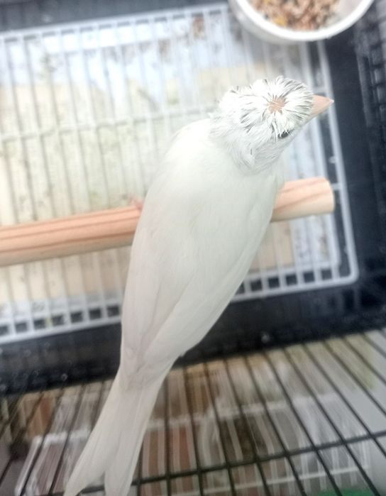 Kanareka chubli oq nar sotladi