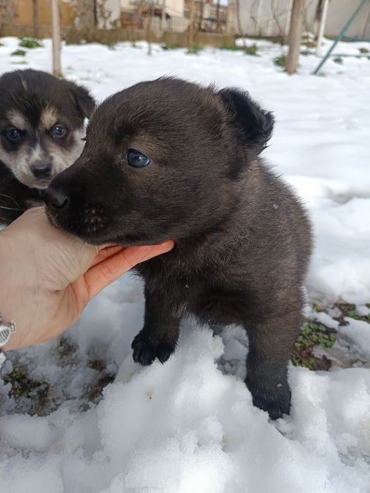 Подарявам кученца