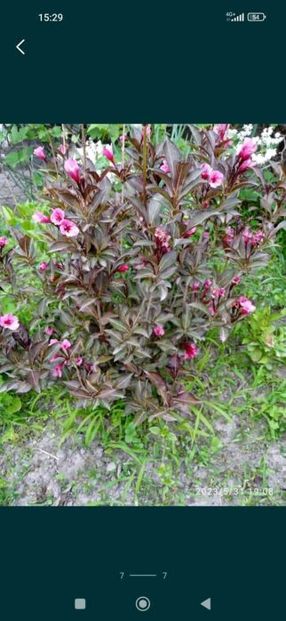 Вейгейла цветушая