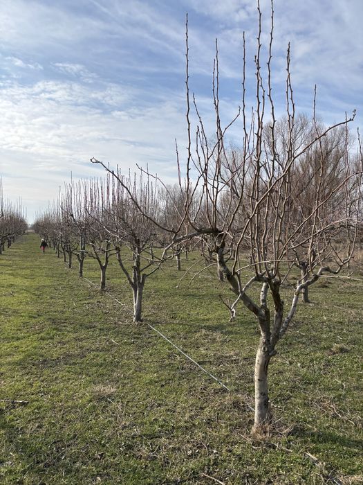 Livada si teren de casa localitatea Hitias, jud Timis