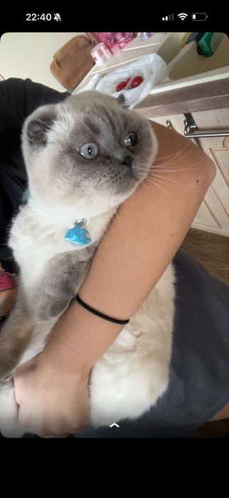 British scottish blue point женка за разплод