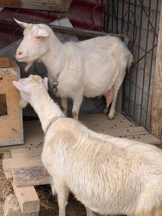 Ешкі сатылады. Зааненский, сүті мол.