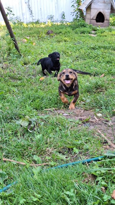 2 cățeluși caută o căsuță