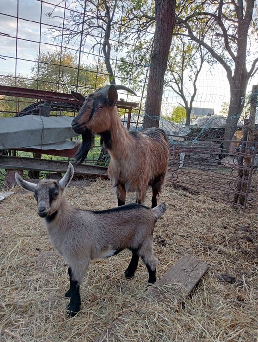 Vând capră cu iadă