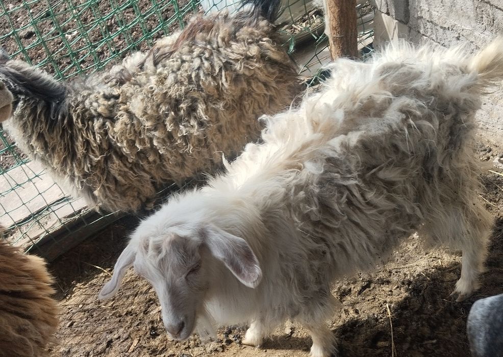 3серке сатылады узынағашта тур