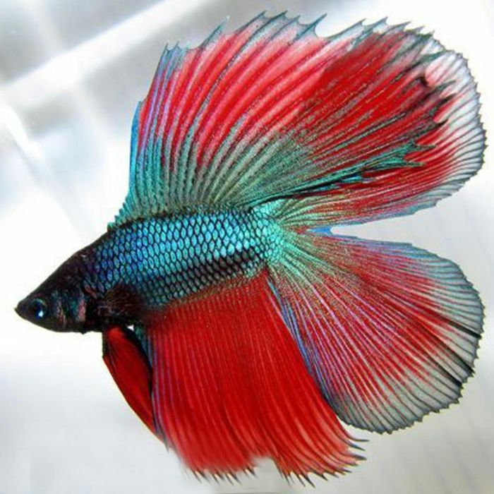 Продам  - петушок двухвостый ( самки - самцы)