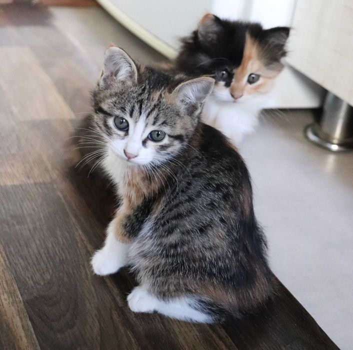 отдам в хорошие руки 3 котят, девочки, трехцветные, около 2 мес.