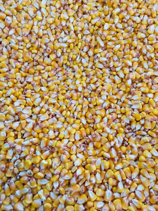 Porumb,grau,orz mazare,floare,tarate,ovaz,uruiala