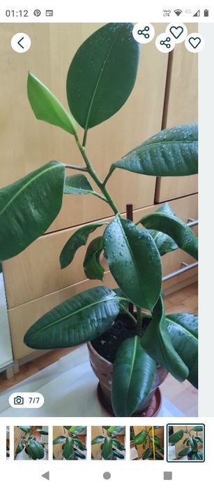 ficus plantă naturală 80 cm.