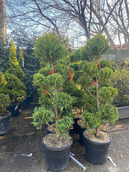 Plante Ornamentale Premium – Livrare Rapidă și Plantare Inclusă