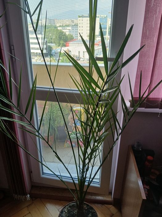 Финикова   палма