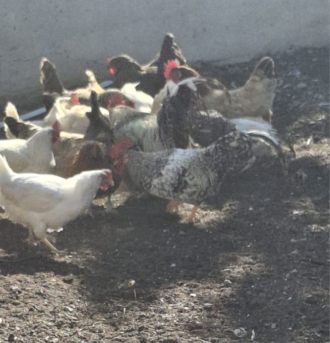 продам куриц куриц продам