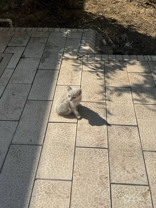 Отдам даром котят.