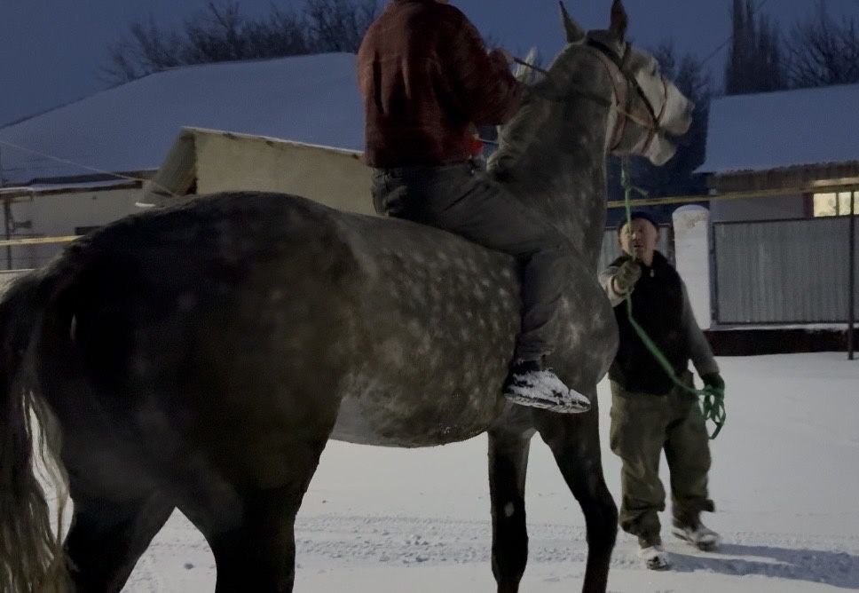 Продам Коня Орловец рост 1,75