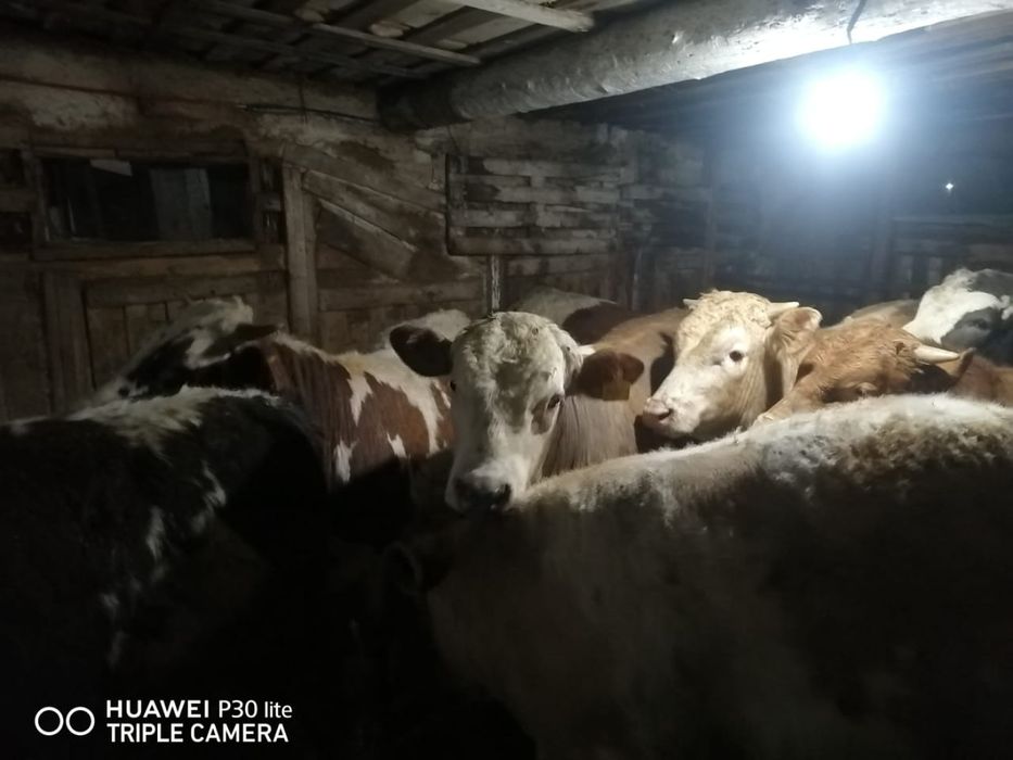 Откорм бұқалар сатылады