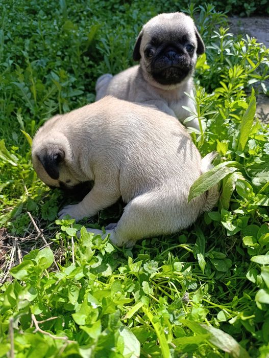 Щенки мопса чистокровные