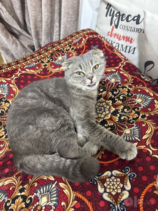 Кошка скоттиш фолд